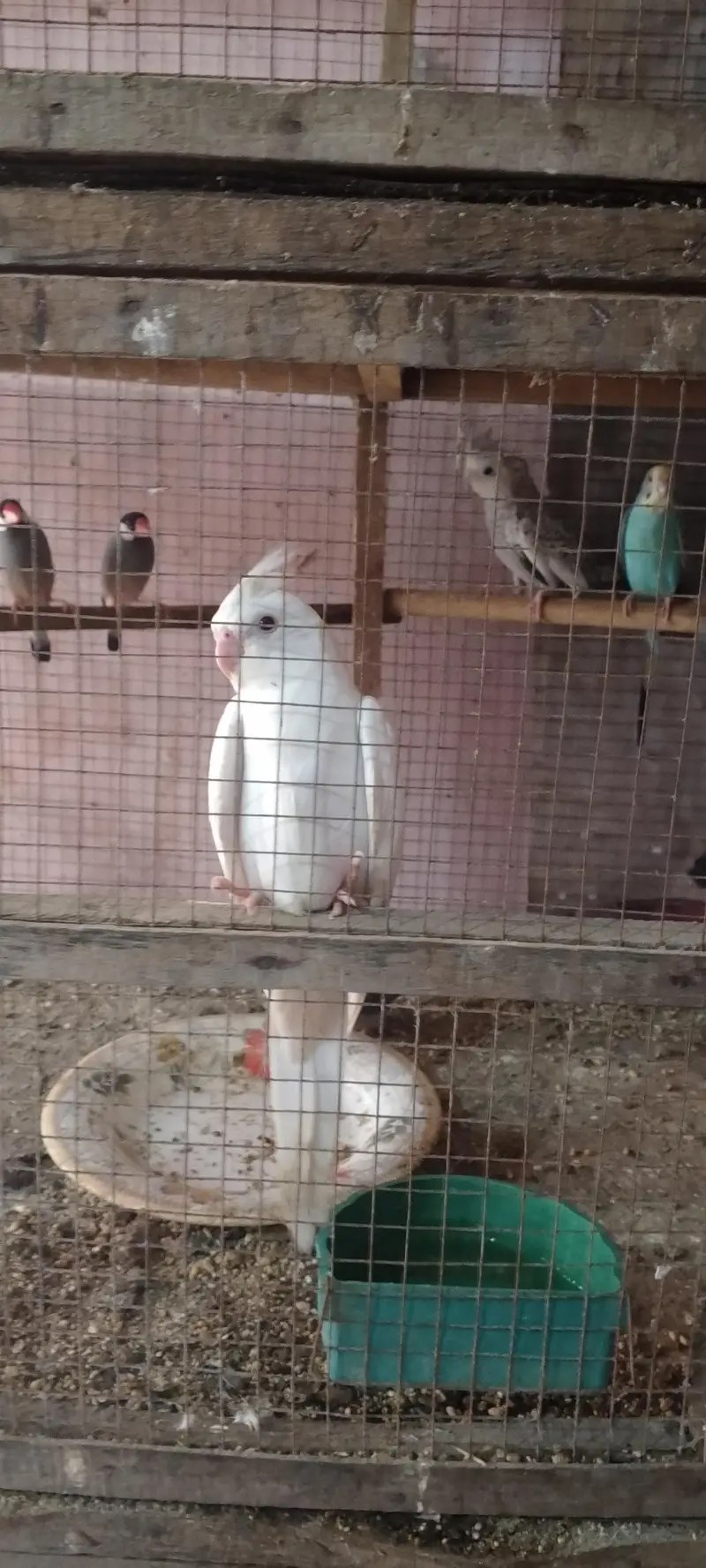 White male and silver female cockteil breeder set — photo 3