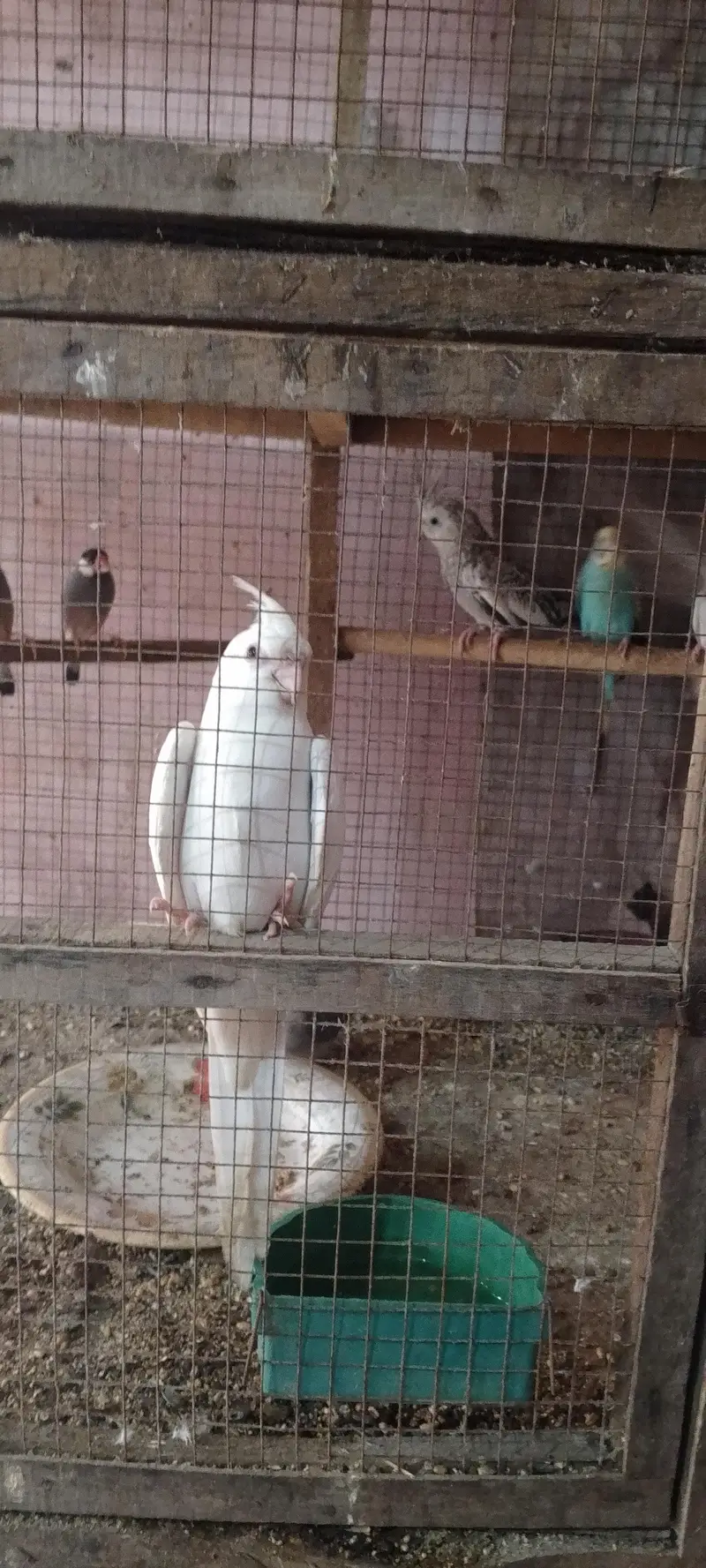 White male and silver female cockteil breeder set — photo 4