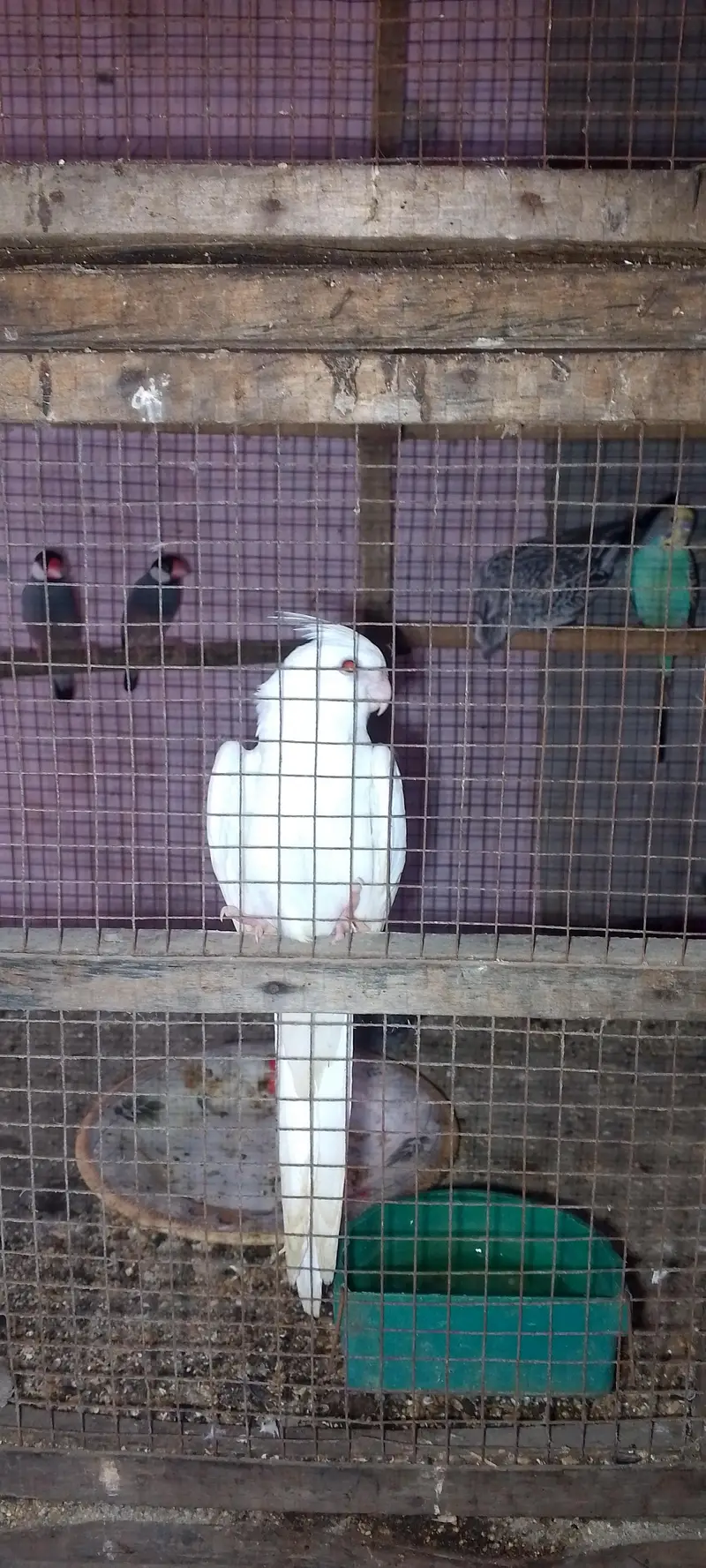 White male and silver female cockteil breeder set — photo 5