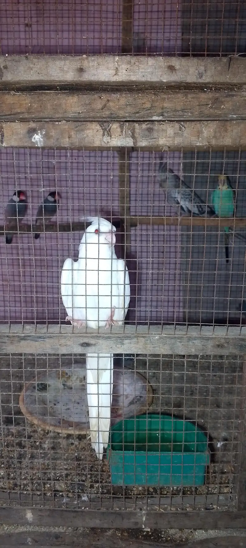 White male and silver female cockteil breeder set — photo 6