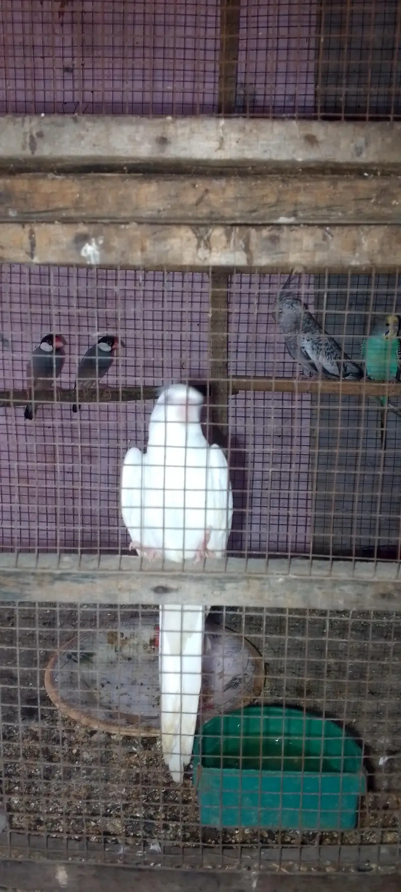 White male and silver female cockteil breeder set — photo 7