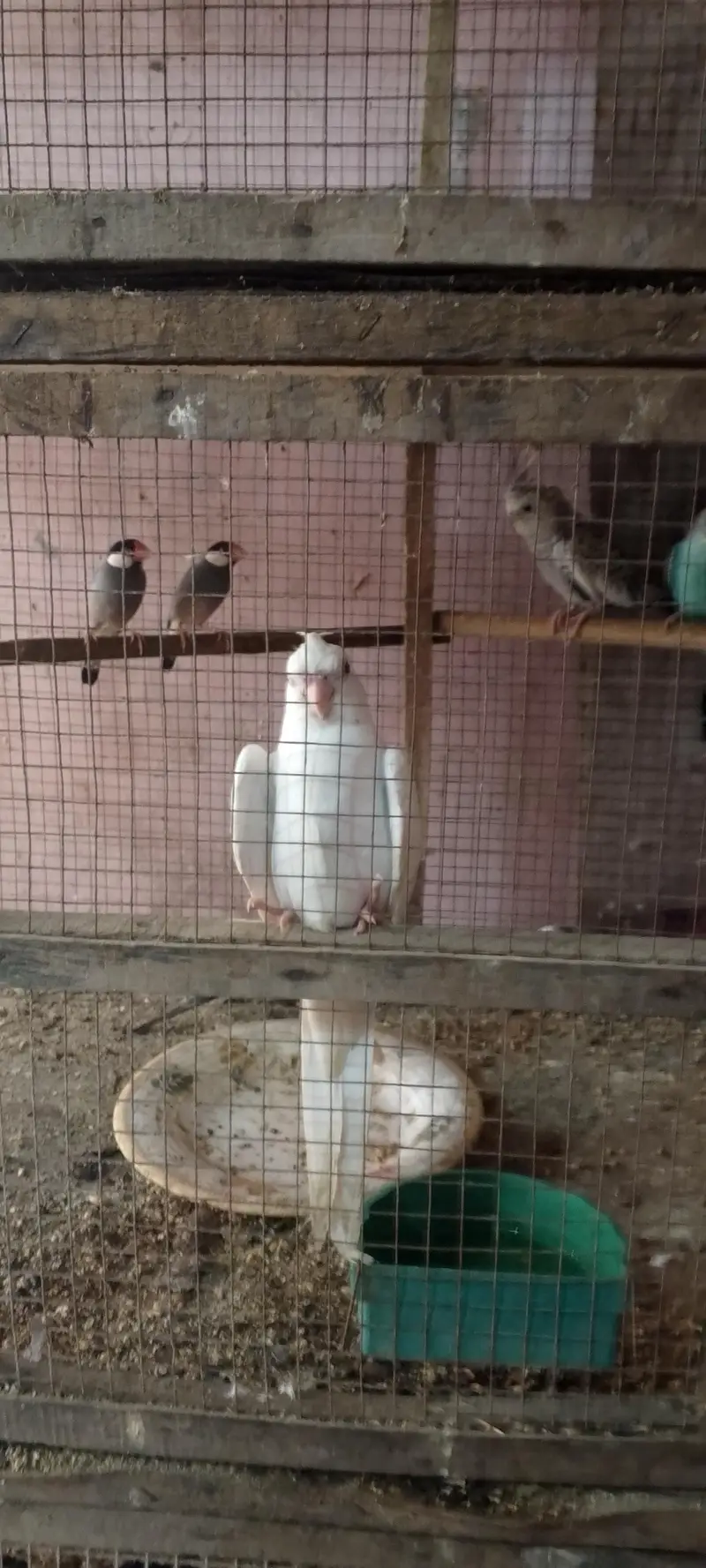 White male and silver female cockteil breeder set — photo 8