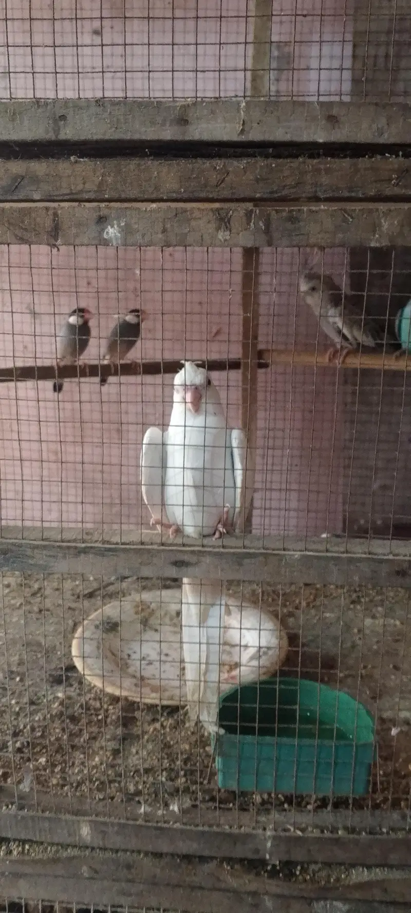 White male and silver female cockteil breeder set — photo 9
