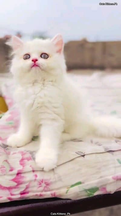 Persian cat for sale male or female searching news vaccine