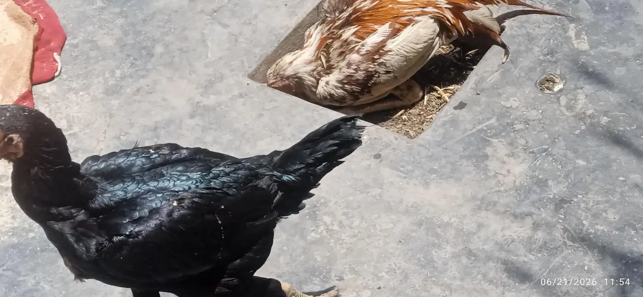 Aseel Murghee Khalis bachay nikalnay wali — photo 2
