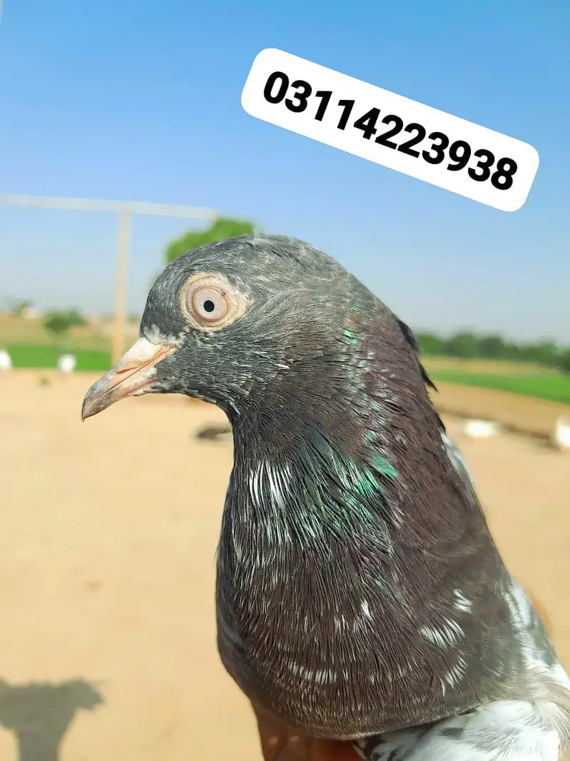 my whatsapp No;03114223938 — photo 2