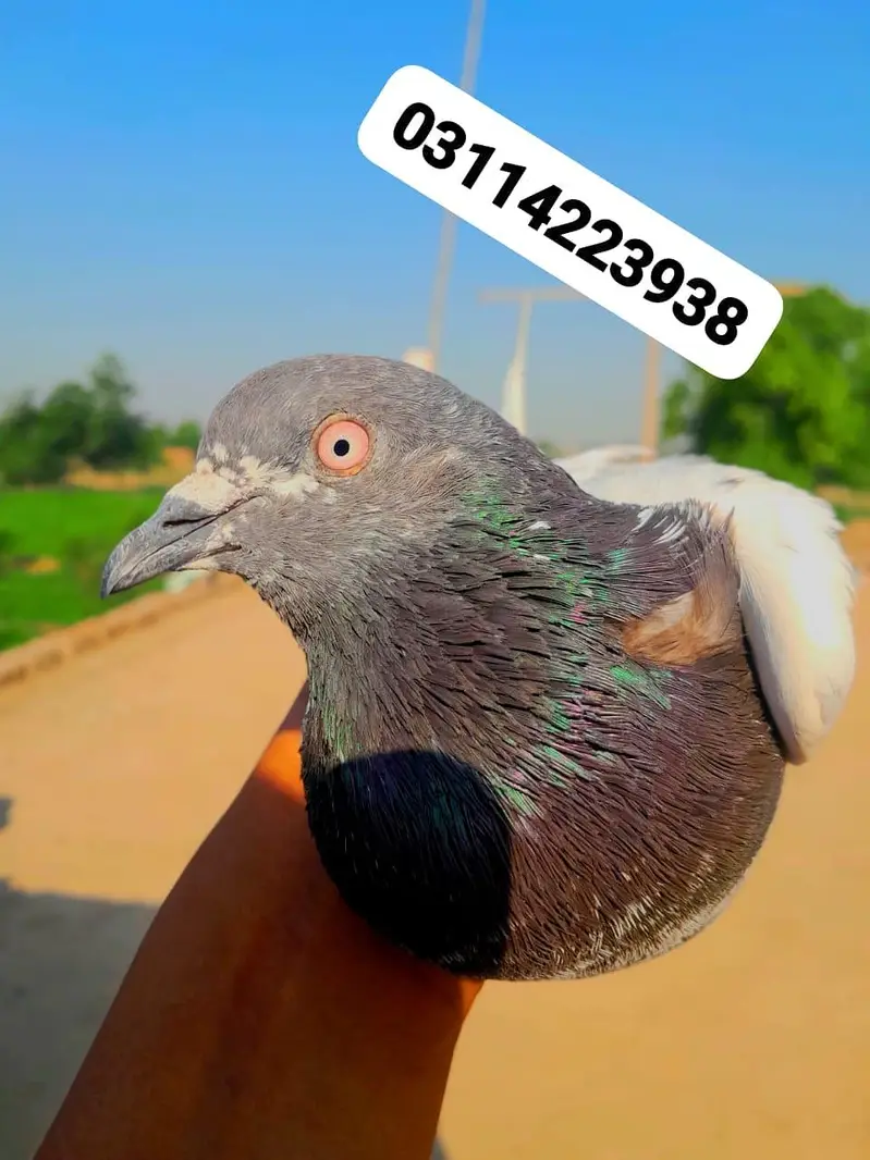 my whatsapp No;03114223938 — photo 3