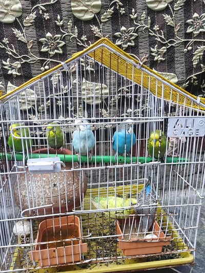 Australian parrot per pic 300