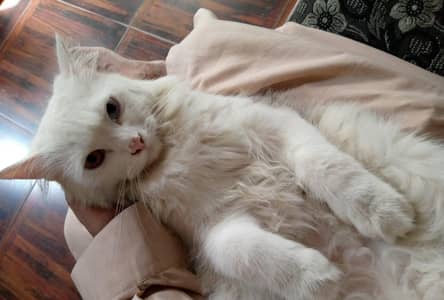 Persian female cat