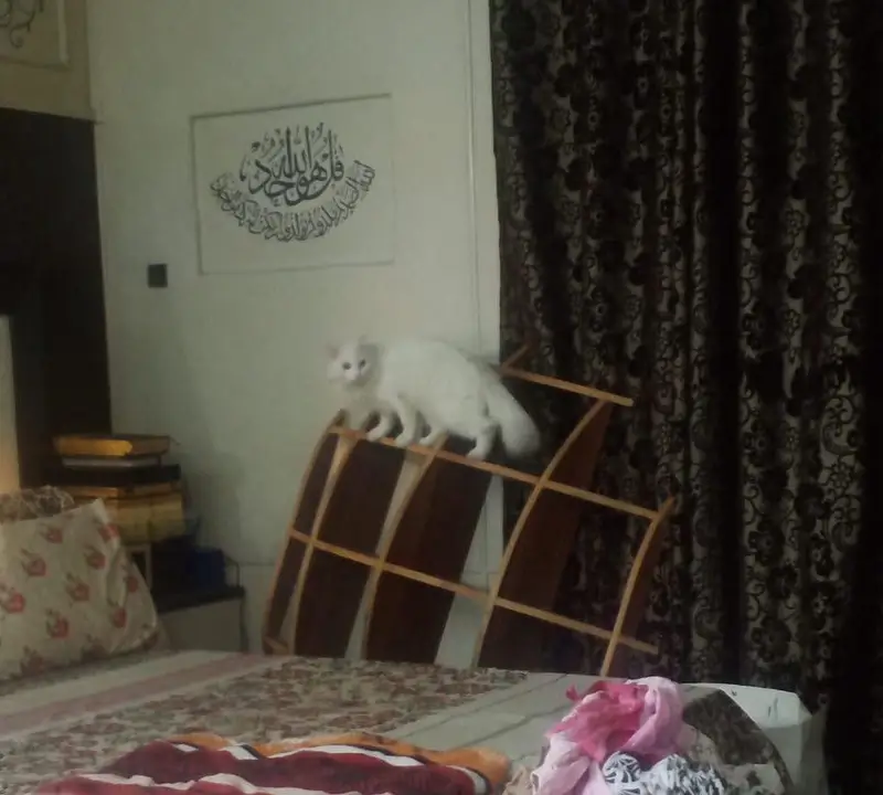 Persian female cat — photo 2