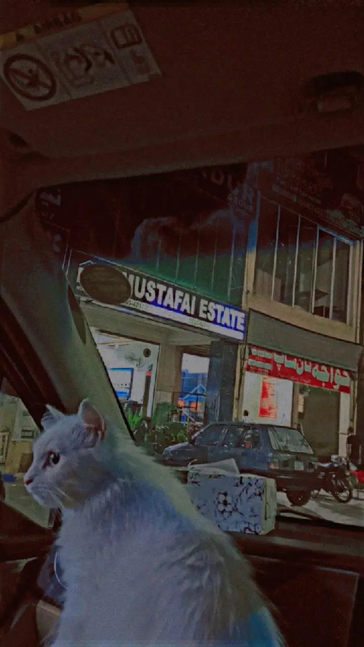 Persian female cat — photo 3