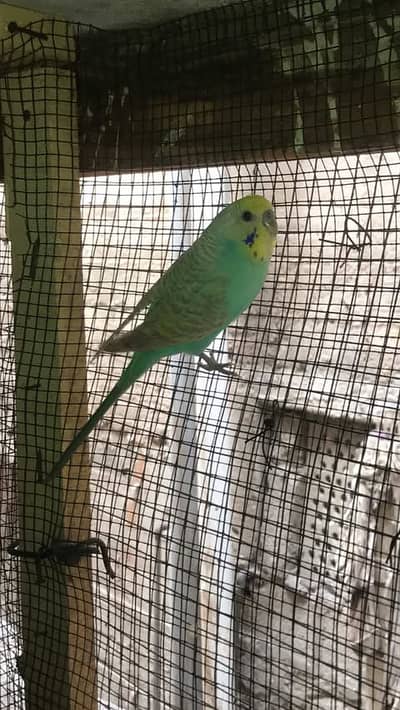 Australian birds