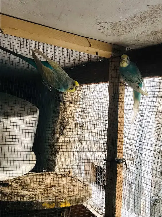 Australian birds — photo 2