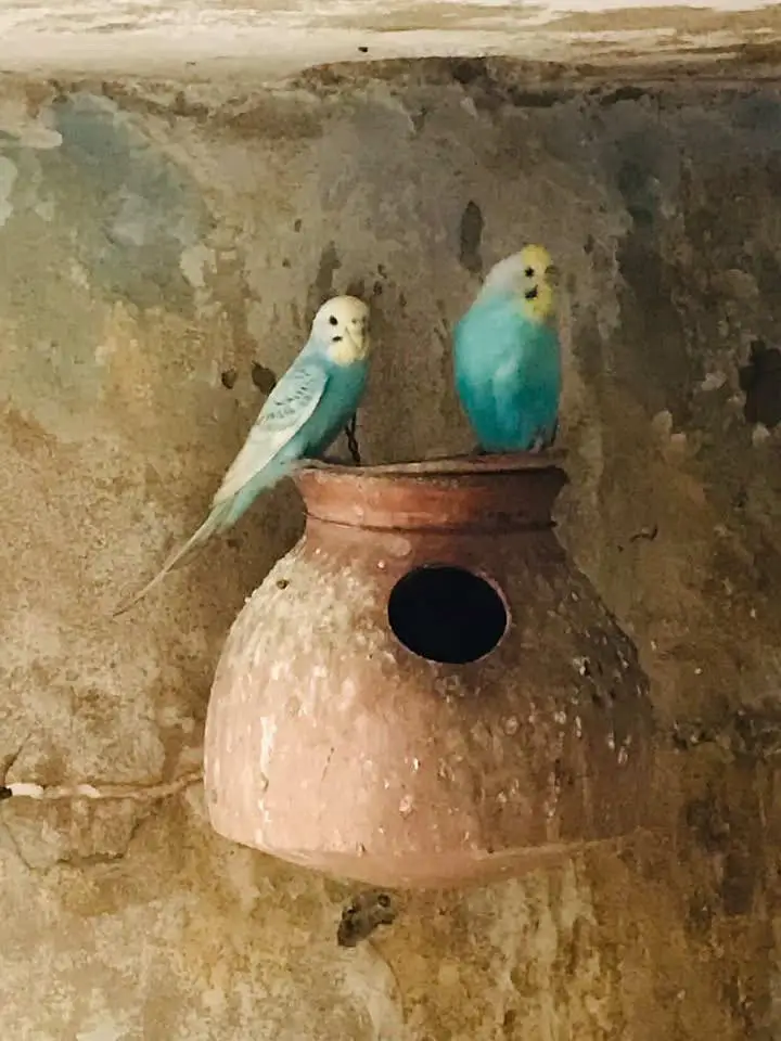 Australian birds — photo 3