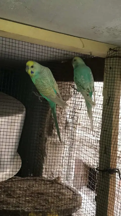 Australian birds — photo 4