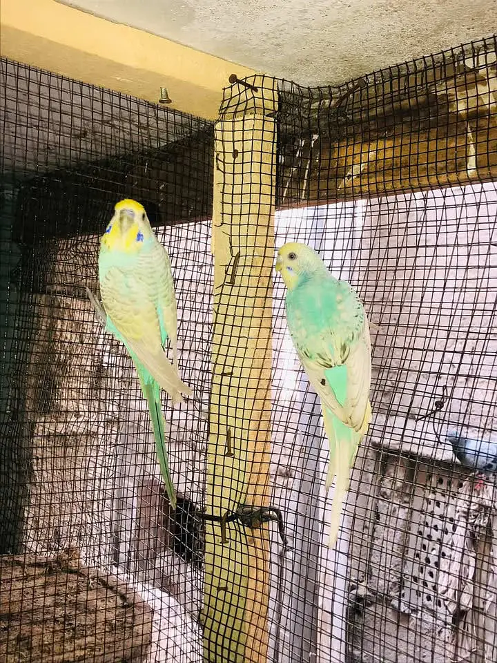Australian birds — photo 5