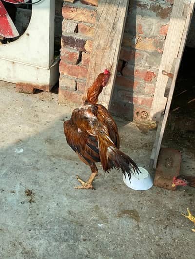 Thai aseel pathey for sale home breed