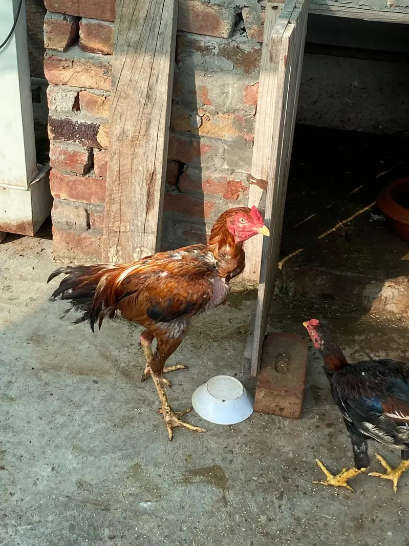 Thai aseel pathey for sale home breed — photo 2