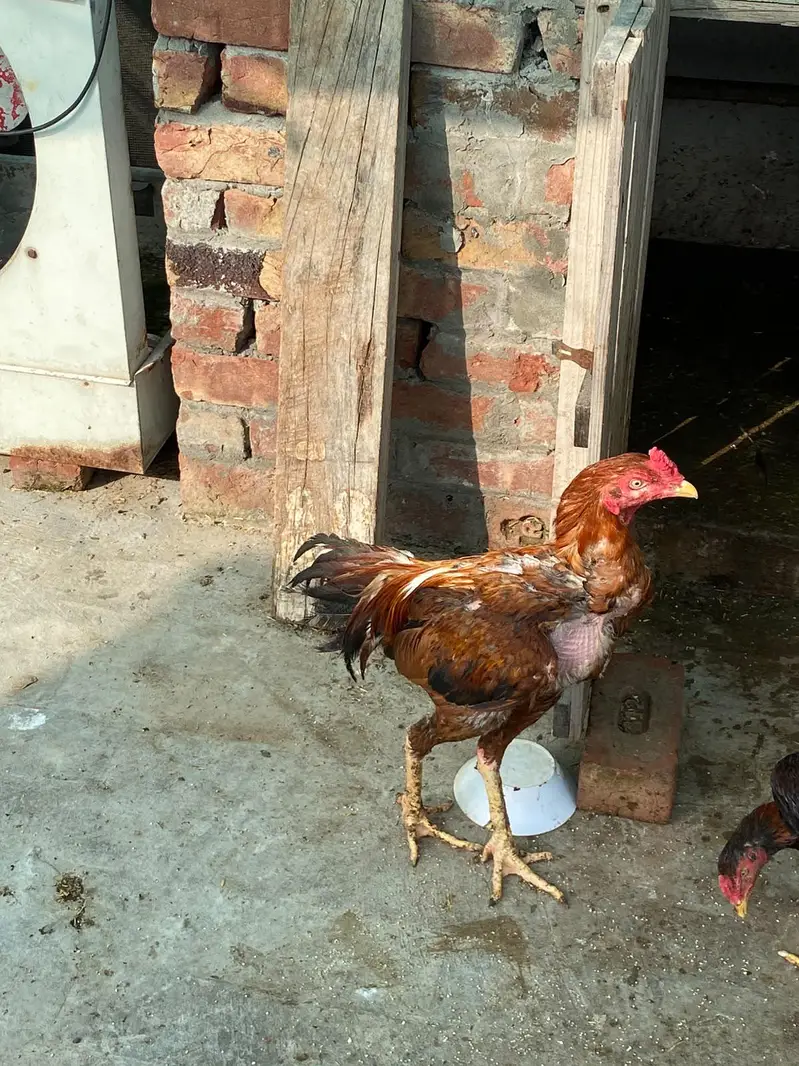 Thai aseel pathey for sale home breed — photo 3