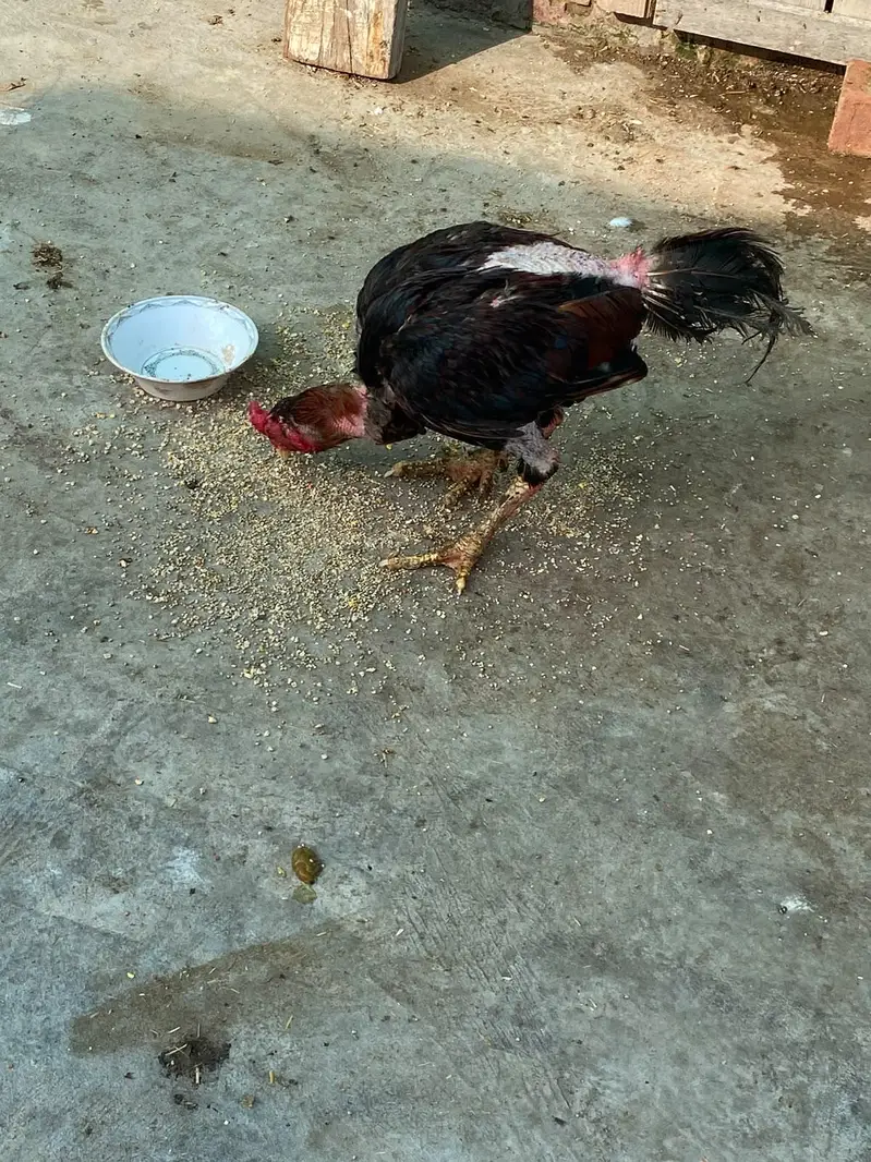 Thai aseel pathey for sale home breed — photo 4