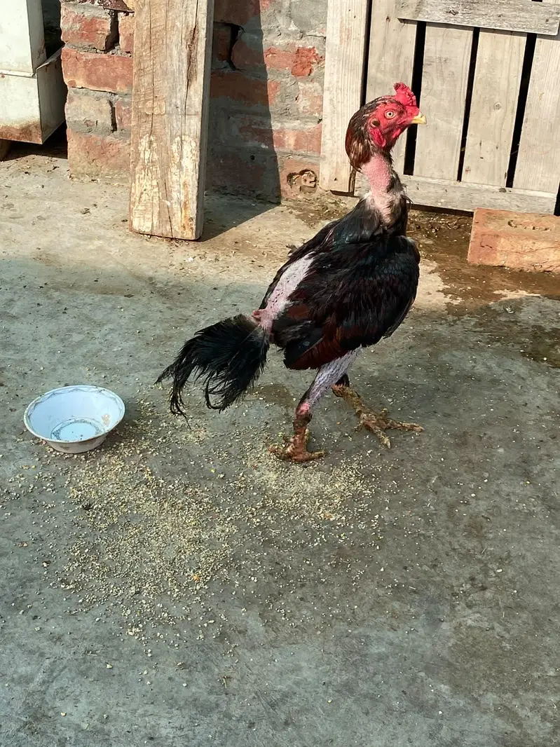 Thai aseel pathey for sale home breed — photo 5