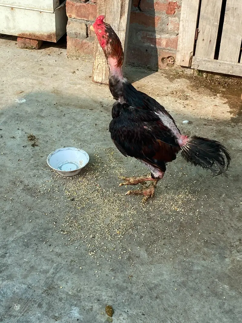 Thai aseel pathey for sale home breed — photo 6