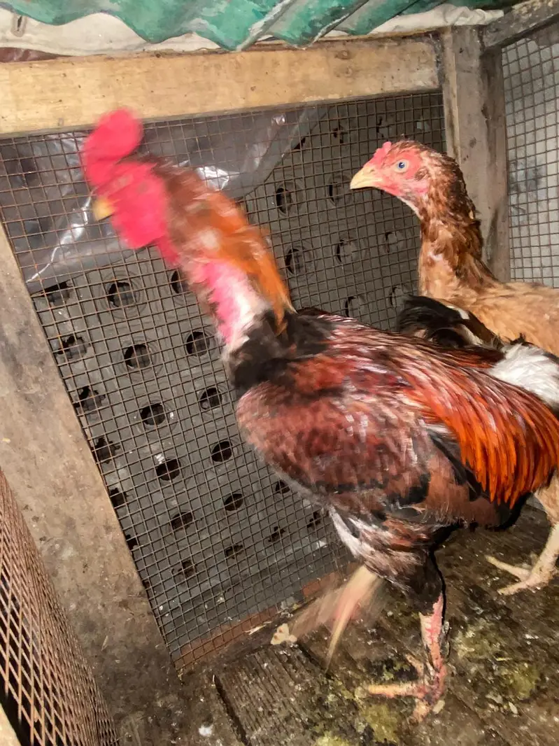 Thai aseel pathey for sale home breed — photo 7