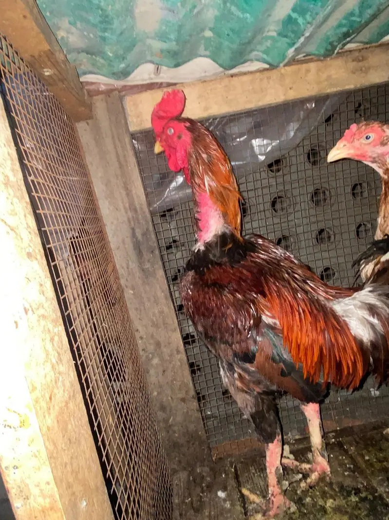 Thai aseel pathey for sale home breed — photo 8
