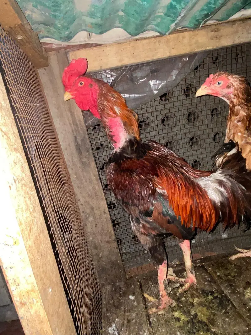 Thai aseel pathey for sale home breed — photo 9