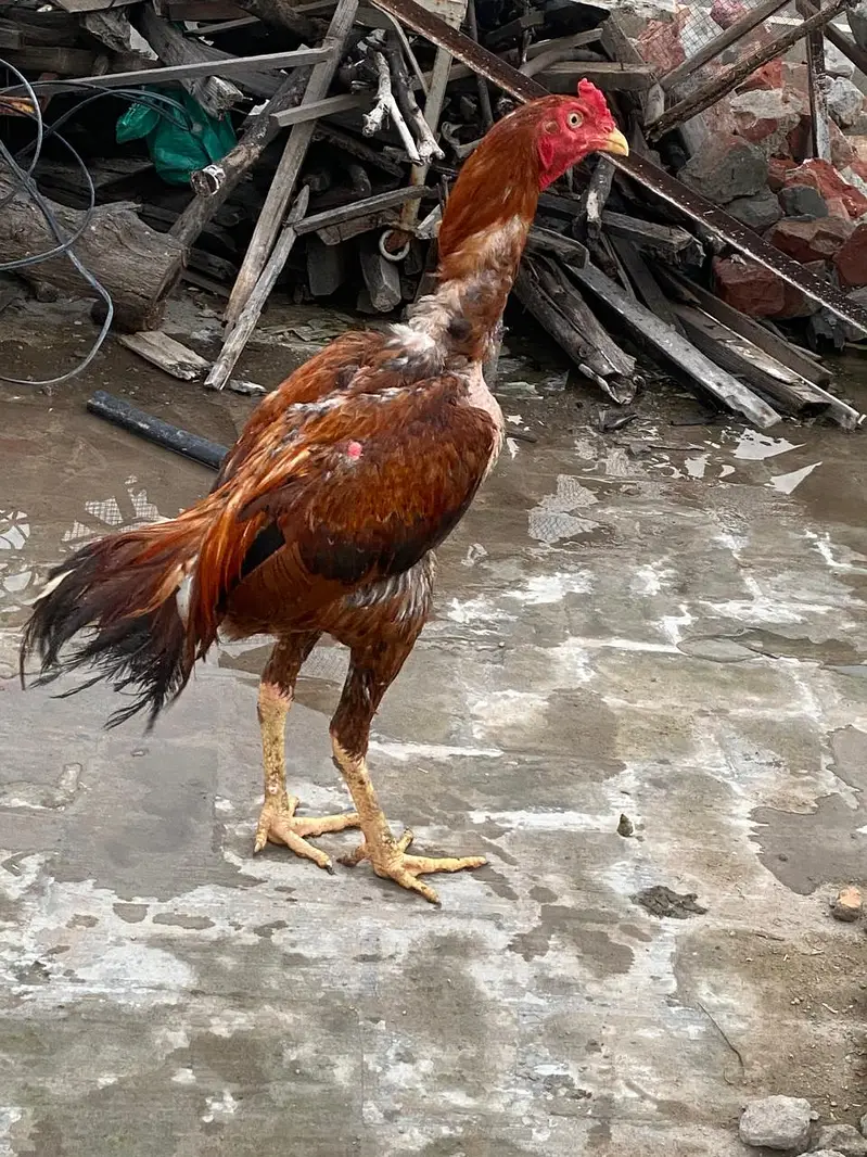 Thai aseel pathey for sale home breed — photo 10