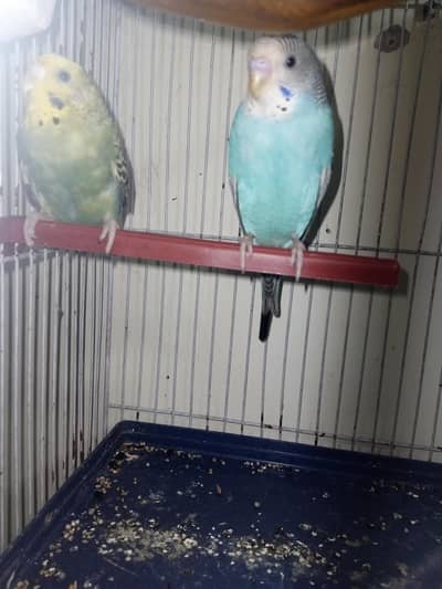 Budgie pair