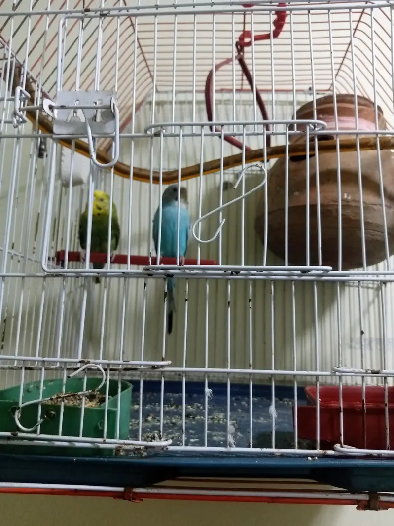 Budgie pair — photo 2