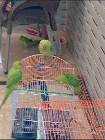 parrot for seel 12hzr pair