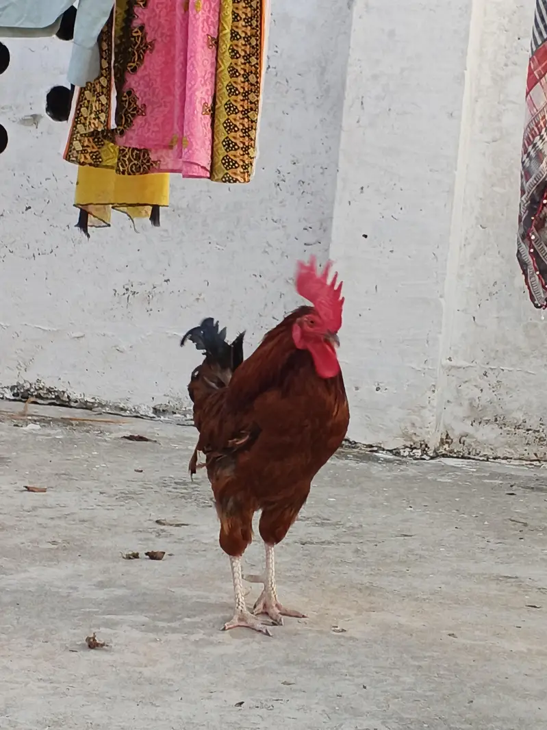 Roaster one is desi or one is assel — photo 2