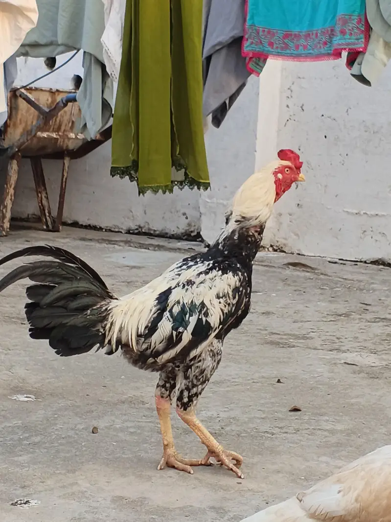 Roaster one is desi or one is assel — photo 3