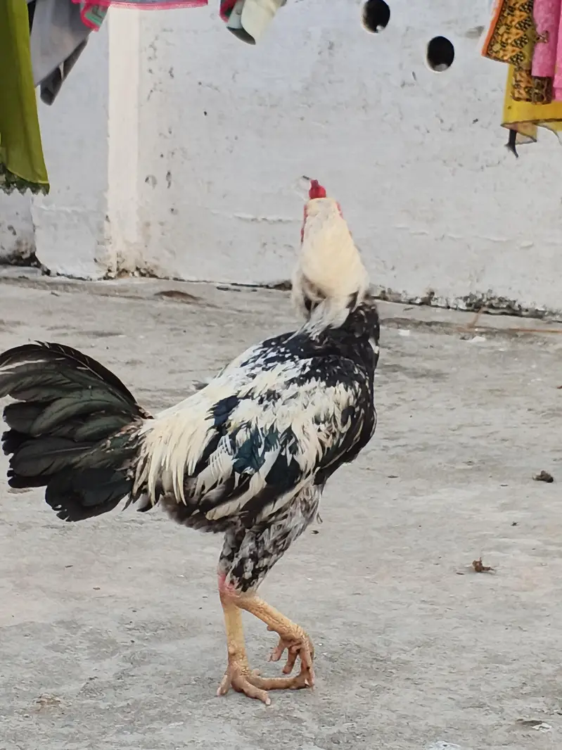 Roaster one is desi or one is assel — photo 4