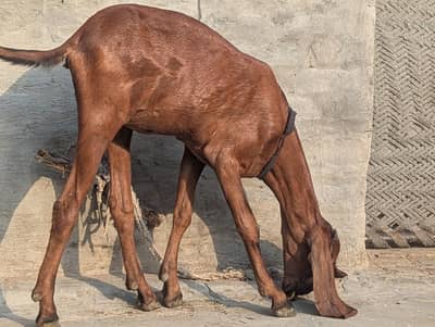 nagri bakri for sale