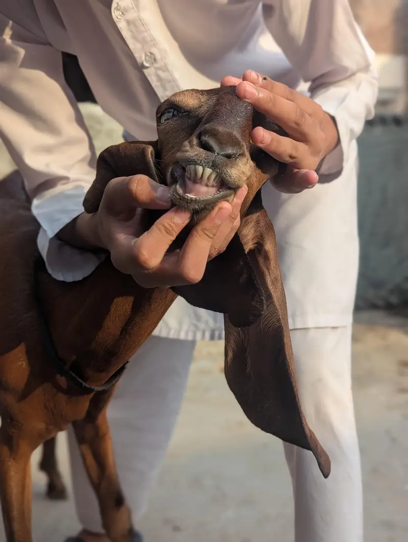 nagri bakri for sale — photo 2