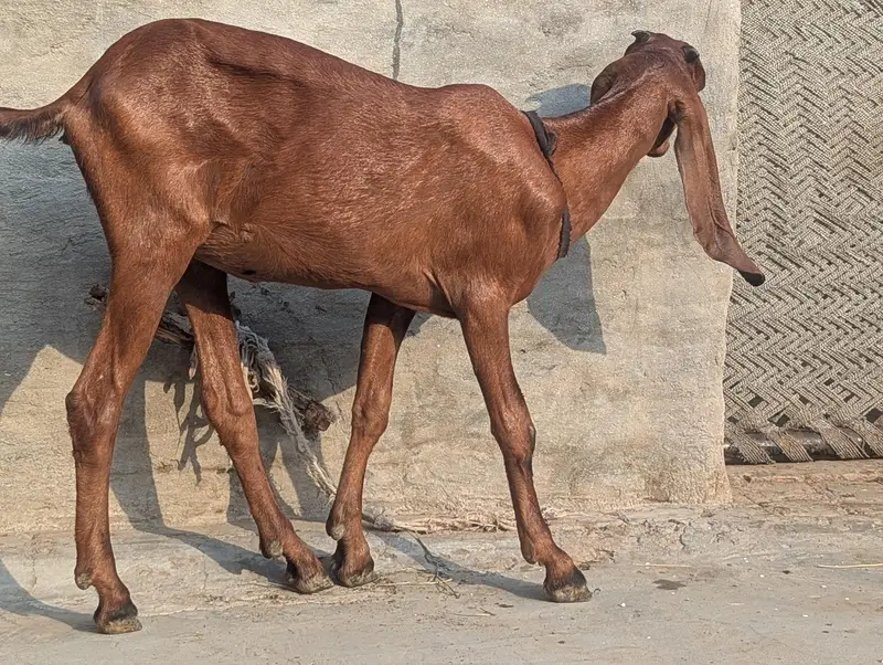 nagri bakri for sale — photo 3