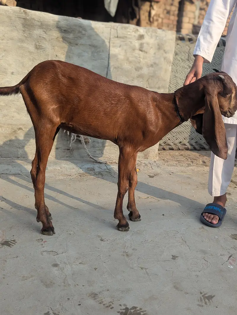 nagri bakri for sale — photo 4