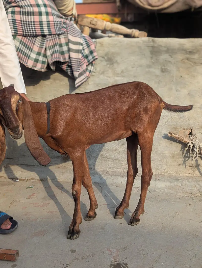 nagri bakri for sale — photo 5
