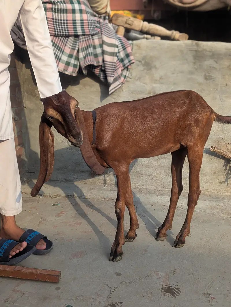 nagri bakri for sale — photo 6