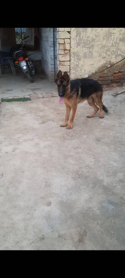 champion pedigree Gsd for sale