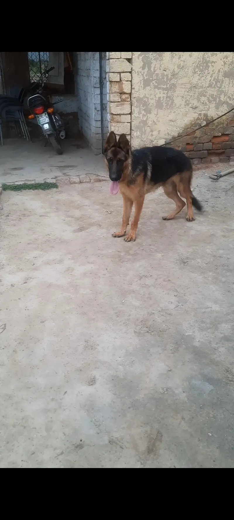 champion pedigree Gsd for sale
