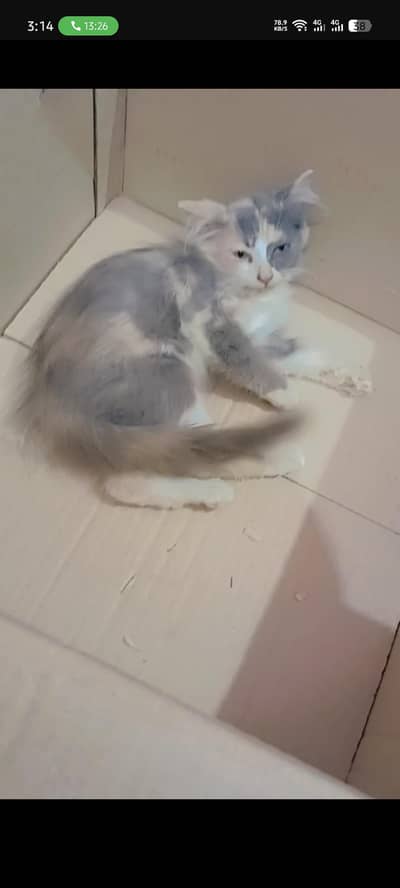 Mix Persian