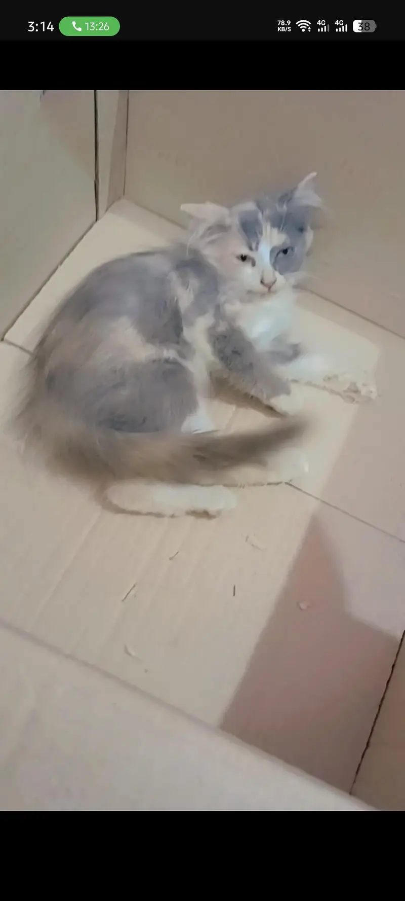 Persian kittens | double coat | fluffy kittens
