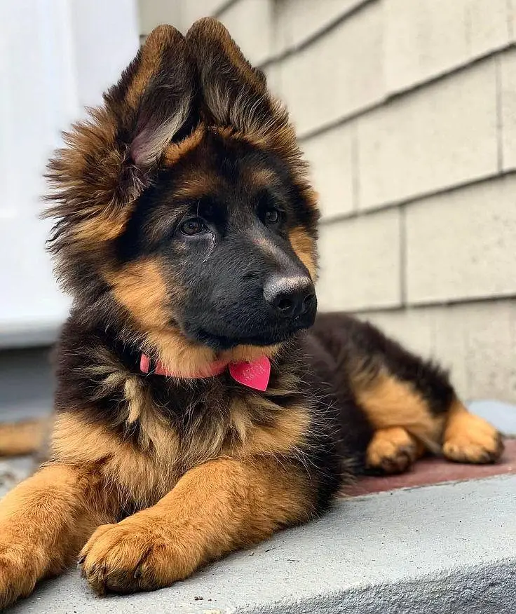German shepherd puppies contact WhatsApmy WhatsAp o34379937one5