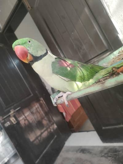 Raw parrot for sale
