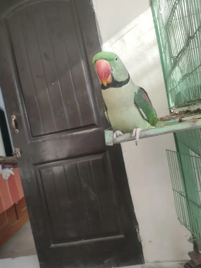 Raw parrot for sale — photo 2