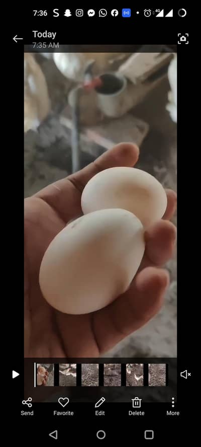 Pure LSL Lite Layer hens for sale | 10 months OLD |100%  Active